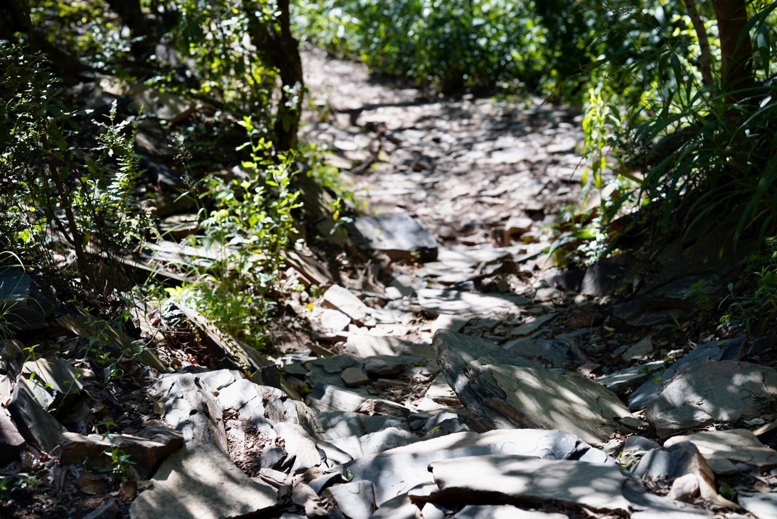 The Nimadic Path Hennops hiking Trail (7)